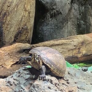 Meet your Posher, Kaylee